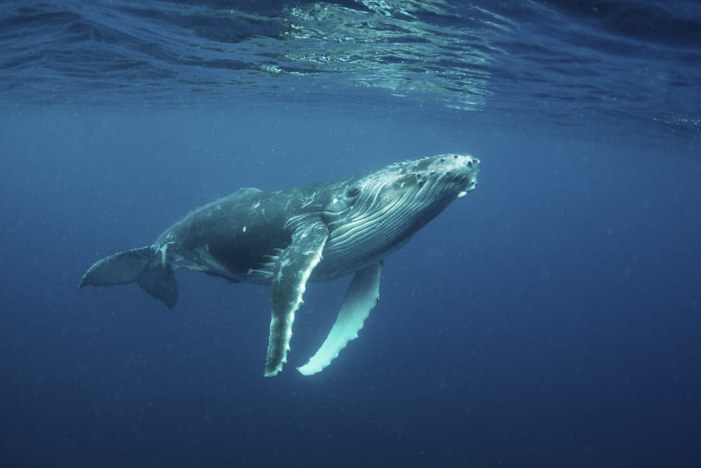 Interesting facts about Tonga include its visiting humpback whales