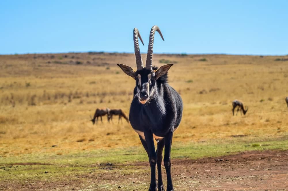 The giant sable antelope