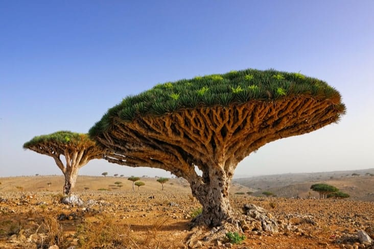 A dragon’s blood tree on Socotra